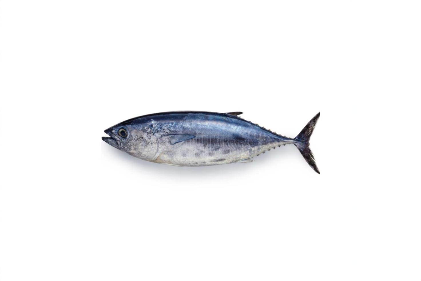 TUNA