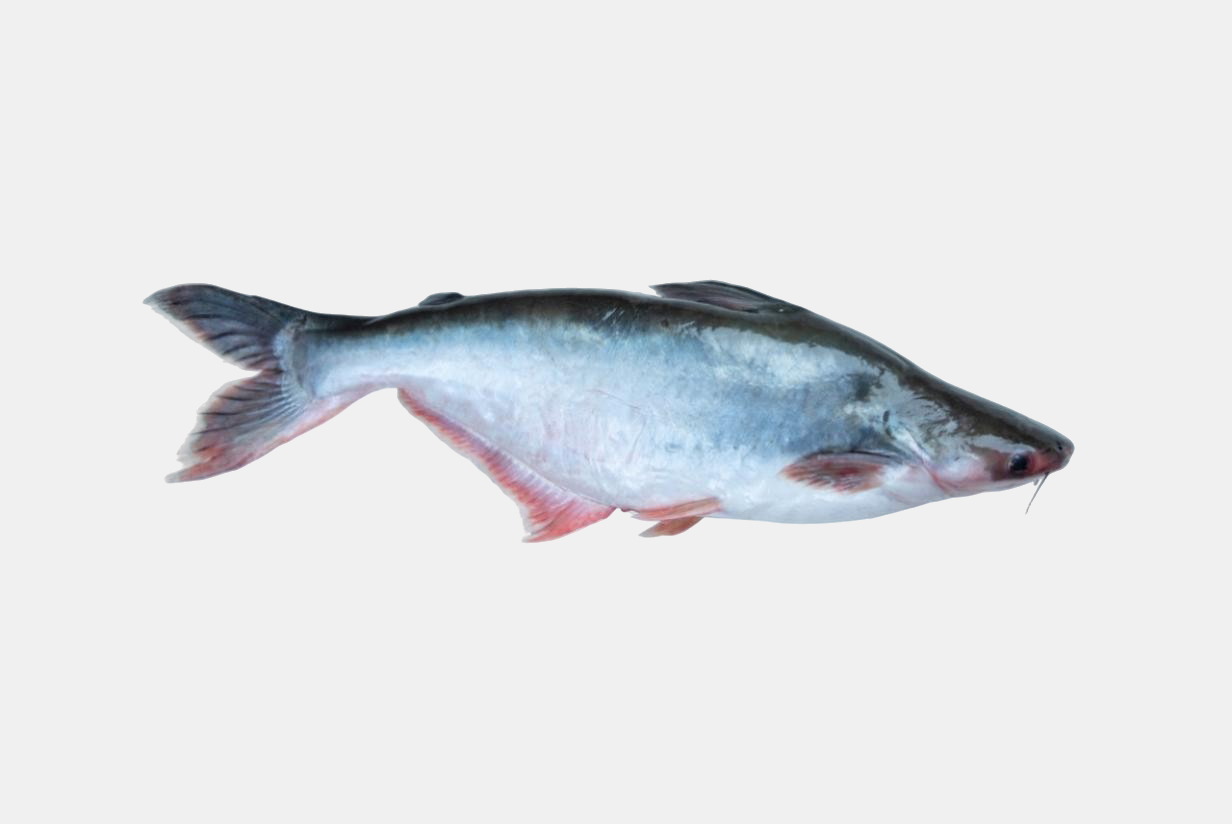 BASA (APOLLO) BONELESS CUBES