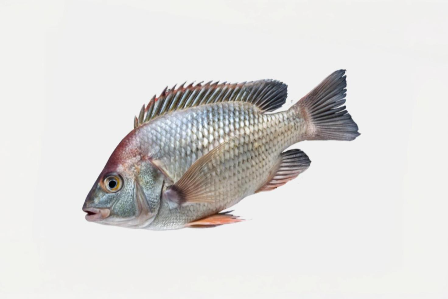 TILAPIA BONELESS CUBES