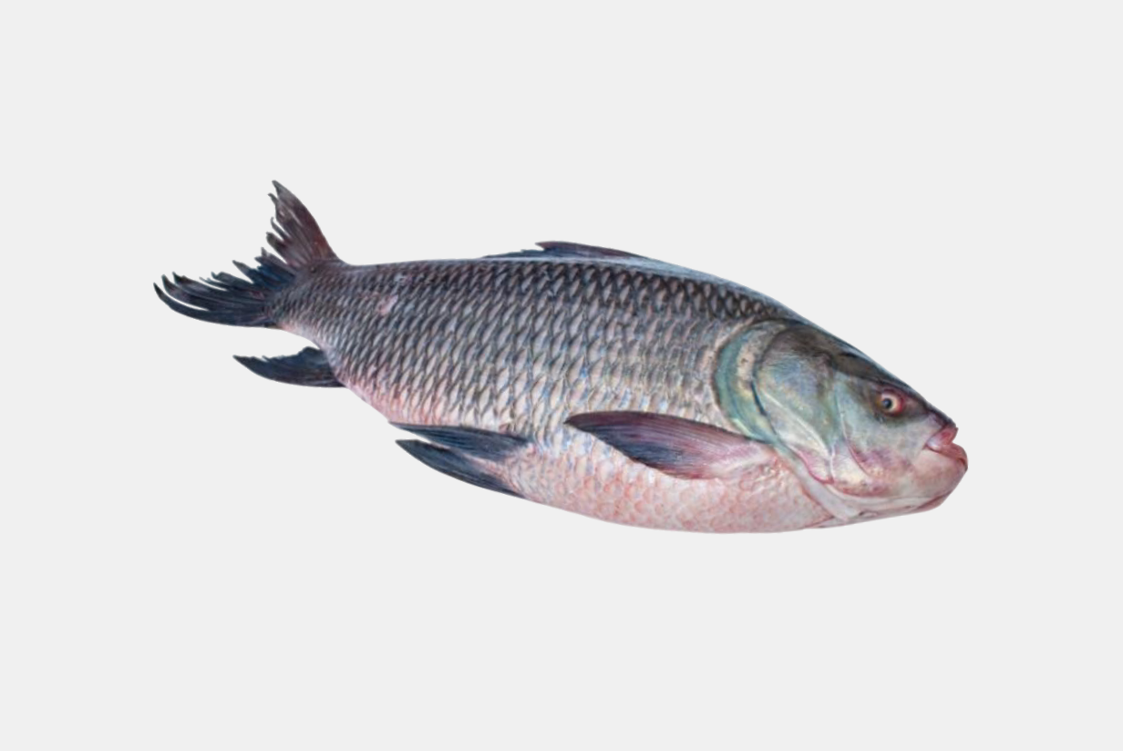 CATLA (BOCHA) FRESH