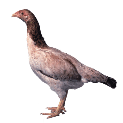 CLASSIC COUNTRY CHICKEN (WITH SKIN BURNT)