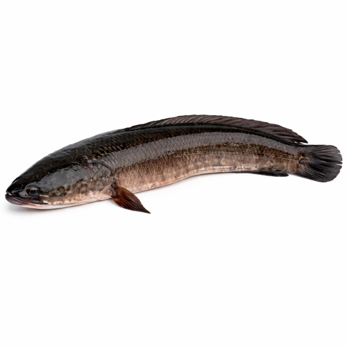 MURREL/KORAMEENU FRESH