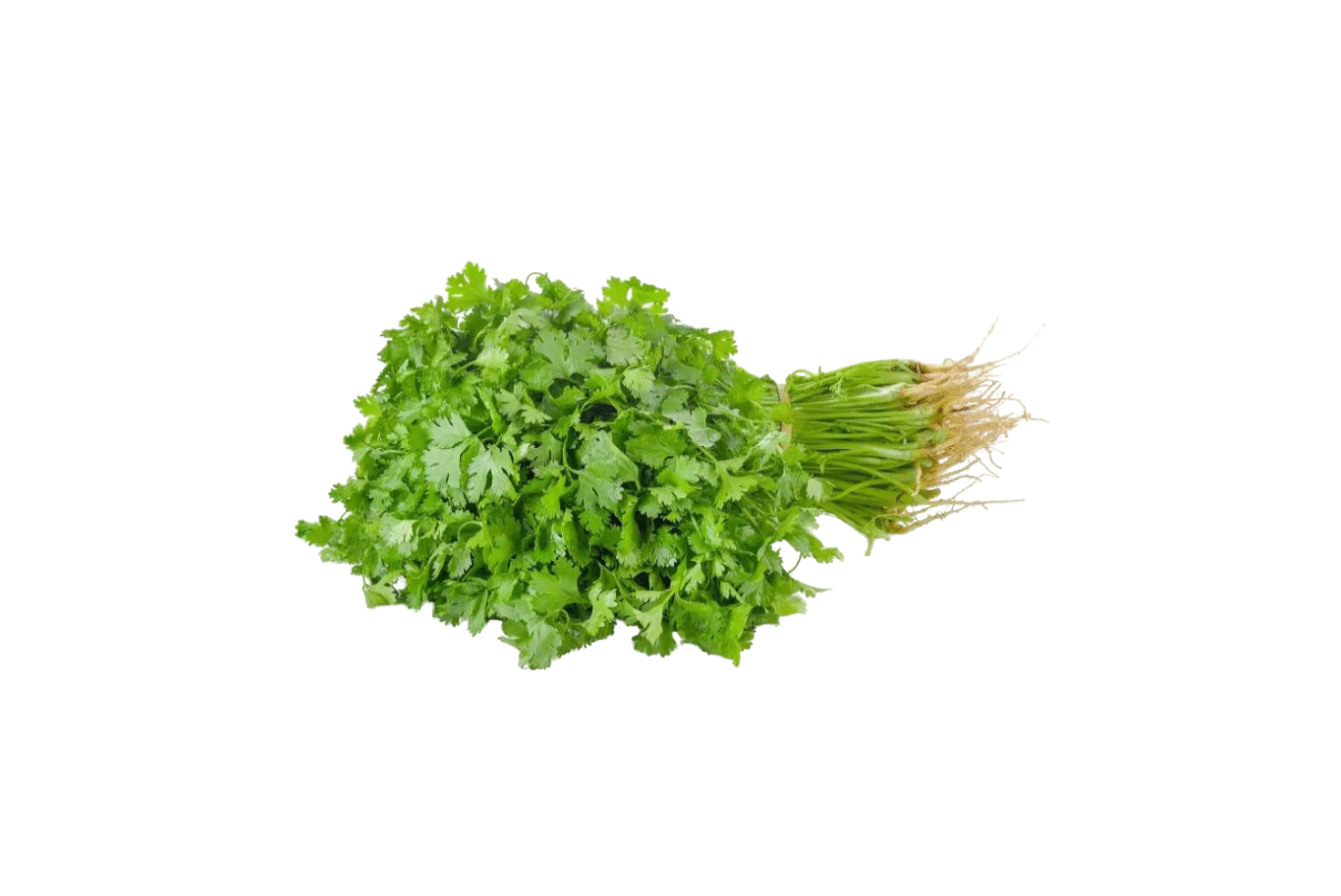 CORIANDER